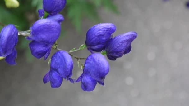 Aconitum. Modré beatuful květiny v zahradě — Stock video