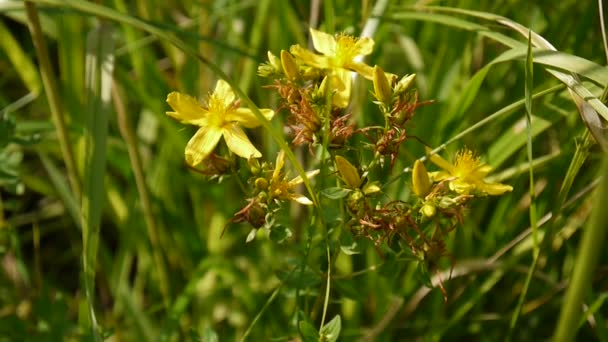 Αγίου Johns wort, φαρμακευτικό φυτό με το λουλούδι στο πεδίο. — Αρχείο Βίντεο