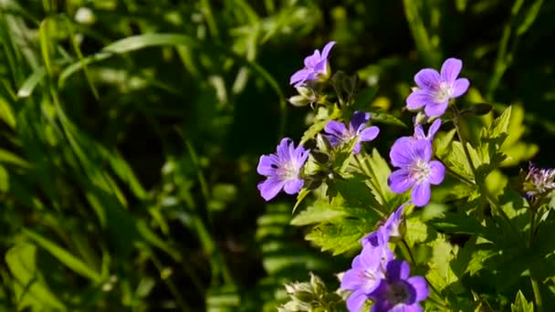 Wild Cranesbill. Géranium pratense gros plan prise de vue caméra statique . — Video