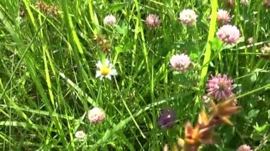 Çayır çimen steadicam kullanarak kapatın. Kamera hareketi.