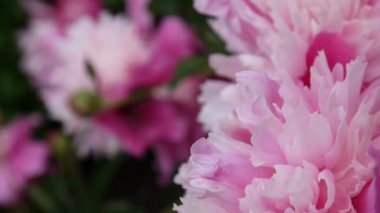 Bir pembe Şakayık çiçeği yakın Rüzgar flowerbed hareket üzerinde. HD video görüntüleri statik kamera.