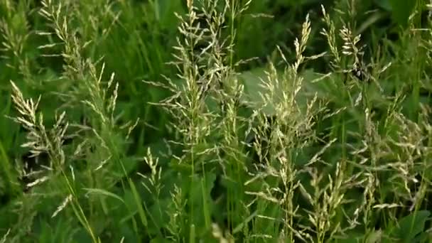 Hierba de prado común en un campo Poa pratensis. Panículas cónicas La planta también se llama pasto azul de Kentucky . — Vídeos de Stock