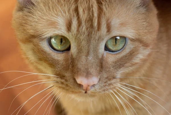 Güzel metis kırmızı kedi içinde belgili tanımlık ev portresi