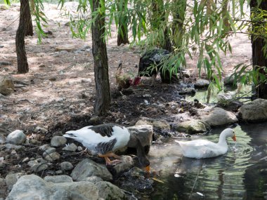 Kazlar yolda. Göynük Kanyonu Milli kuş rezerv