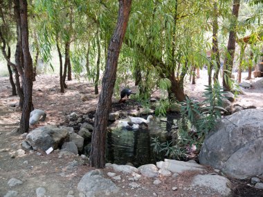 Kaz ve gölün yakınlarında. Antalya Göynük Kanyonu'kuşlar.