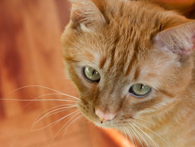 Güzel metis kırmızı kedi içinde belgili tanımlık ev portresi