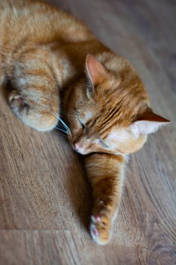 Closeup ahşap katta uyuyan güzel metis kırmızı kedi