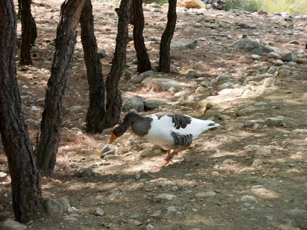 路上的鹅 国家保护区戈伊努克峡谷的鸟类 — 图库照片