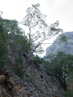 Türkiye'nin Antalya Kemer. Göynük Kanyonu Milli ağaçlarda dağlarla rezerv