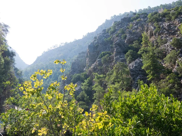Turecko Antalya Kemer Hory Stromy Národní Rezervaci Goynuk Canyon — Stock fotografie