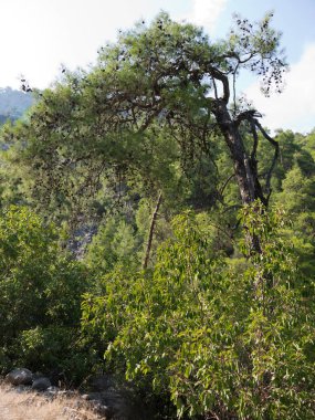Türkiye'nin Antalya Kemer. Göynük Kanyonu Milli ağaçlarda dağlarla rezerv