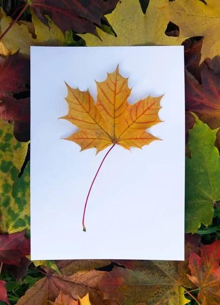 White sheet of paper with autumn maple leaves — Stock Photo, Image