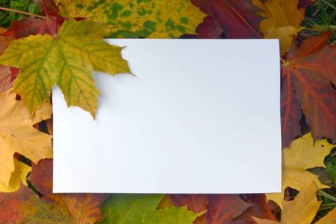 Sonbahar akçaağaç yaprakları ile kağıt beyaz levha