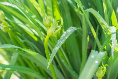 Taze yeşil çimenler. Güneş ışığı, gündüz, parlak sulu