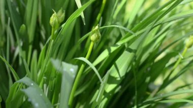 Zambaklar. Baharda bir çiçek. Yeşil yapraklar Bud, taze çimenler.