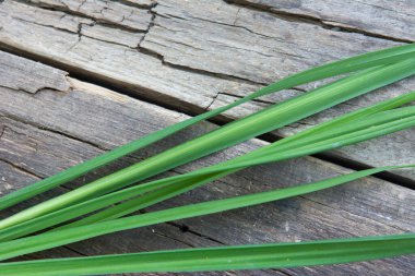 Eski ahşap bir arka planda yeşil çimen