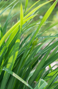 Taze yeşil çimenler. Güneş ışığı, gündüz, parlak sulu