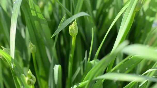 Daylilies. Una flor en primavera. Hojas verdes, Bud, hierba fresca — Vídeo de stock