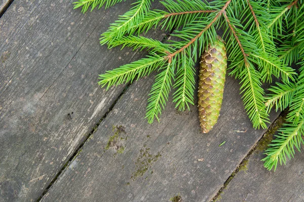 Green spruce branch with a cone on the wooden background. — Stock Photo, Image