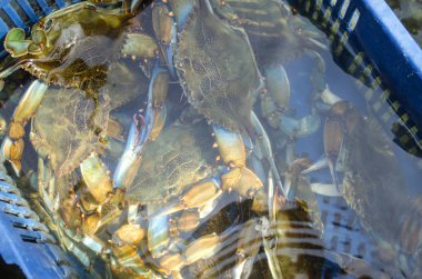 Mavi yengeç zengin yakalamak. Deniz suyu altında mavi yengeçler ile Sepet