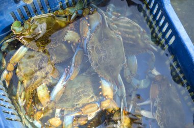 Mavi yengeç zengin yakalamak. Deniz suyu altında mavi yengeçler ile Sepet