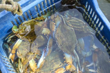 Mavi yengeç zengin yakalamak. Deniz suyu altında mavi yengeçler ile Sepet