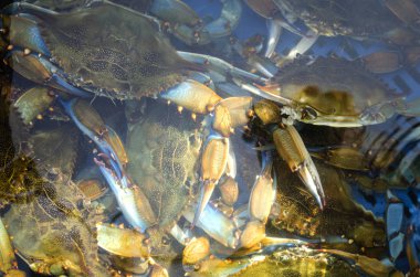 Mavi yengeç zengin yakalamak. Deniz suyu altında mavi yengeçler ile Sepet