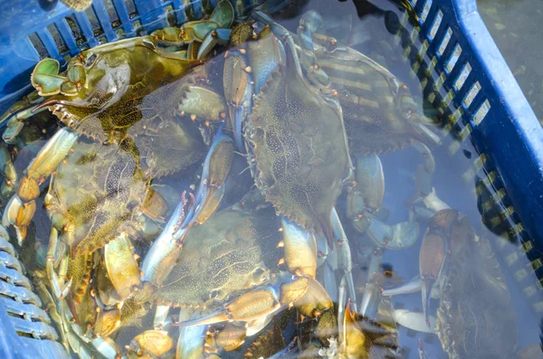 Mavi yengeç zengin yakalamak. Deniz suyu altında mavi yengeçler ile Sepet