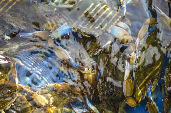 Captura Rica Caranguejo Azul Cesta Com Caranguejos Azuis Debaixo Água — Fotografia de Stock