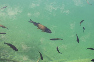 Plitvice Gölleri berrak suda balık, Hırvatistan
