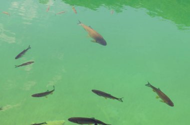 Plitvice Gölleri berrak suda balık, Hırvatistan