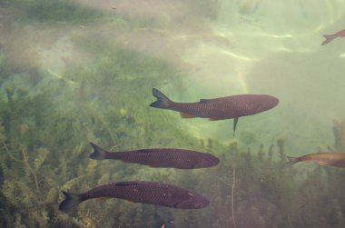 Plitvice Gölleri berrak suda balık, Hırvatistan