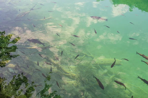 Plitvice Gölleri berrak suda balık, Hırvatistan