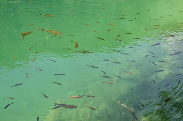 プリトヴィツェ湖の澄んだ水の中の魚 クロアチア — ストック写真