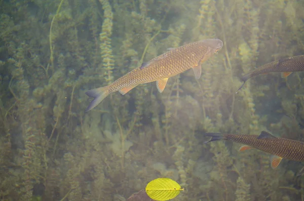 Ikan Air Jernih Dari Plitvice Lakes Kroasia — Stok Foto