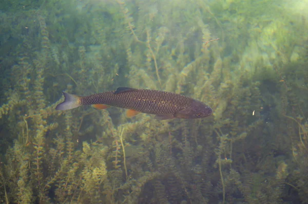 Peces Las Aguas Cristalinas Los Lagos Plitvice Croacia — Foto de Stock