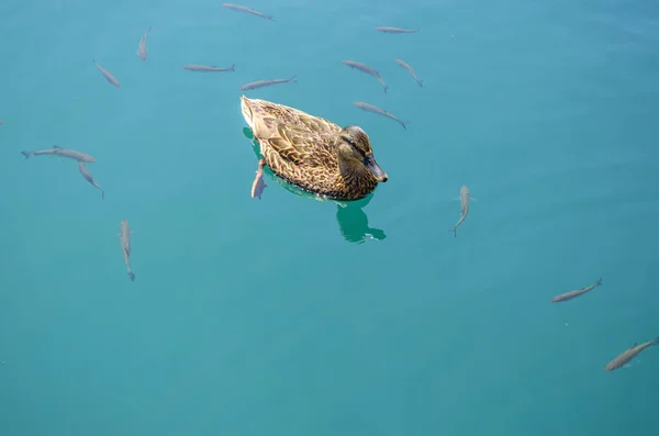 澄んだ水の中のプリトヴィツェ湖 アヒル 魚の動物相 — ストック写真