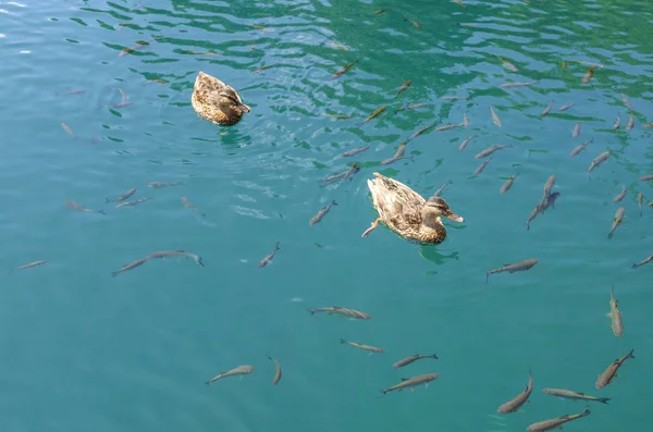 Fauna Lagos Plitvice Patos Peixes Água Limpa — Fotografia de Stock