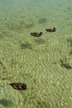 Plitvice Göllerfauna, ördekler ve berrak suda balık.