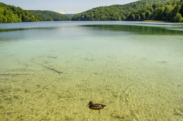 Fauna Lagos Plitvice Patos Peixes Água Limpa — Fotografia de Stock