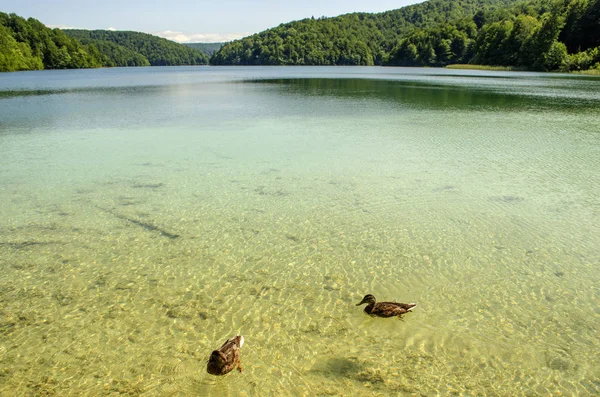 Фауна Плітвицьких Озер Качок Риб Прозорий Воді — стокове фото