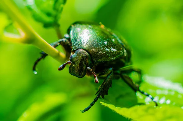 Besouro Cetonia Aurata Sobre Fundo Verde — Fotografia de Stock