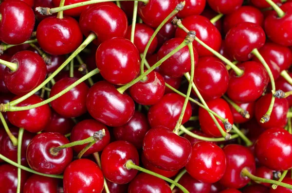Harvest of bright red cherries