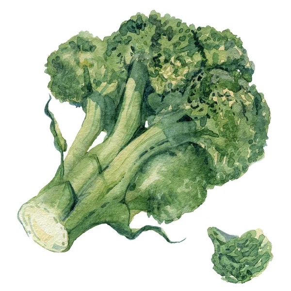 Brokoli. Gerçekçi suluboya el yapımı resimleme