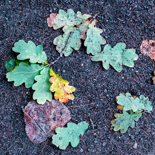 Feuilles Chêne Automne Tombées Sur Une Piste Saleté — Photo