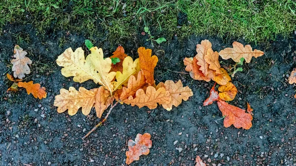 落叶橡树落在泥泞的小径上 — 图库照片
