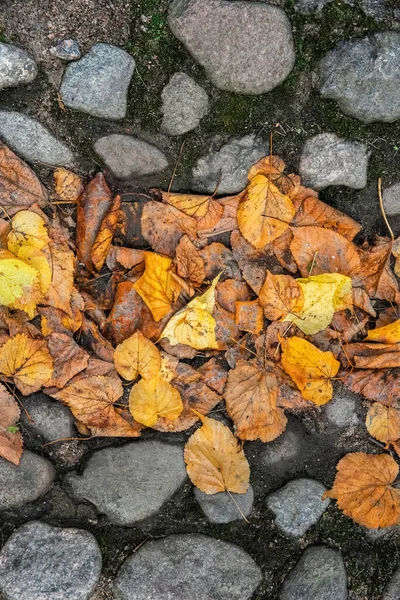 Outono Caído Deixa Uma Passarela Pedra — Fotografia de Stock
