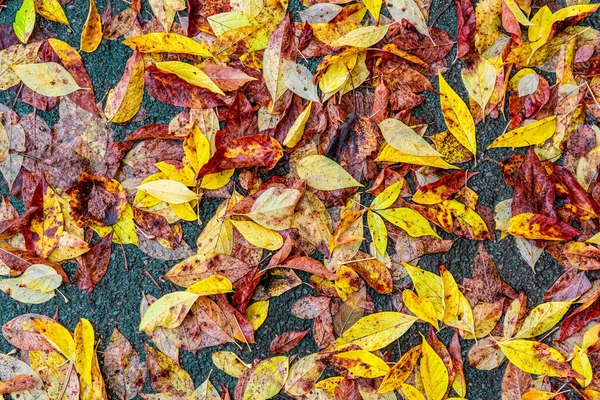 Fallen Autumn Leaves Pavement — Stock Photo, Image