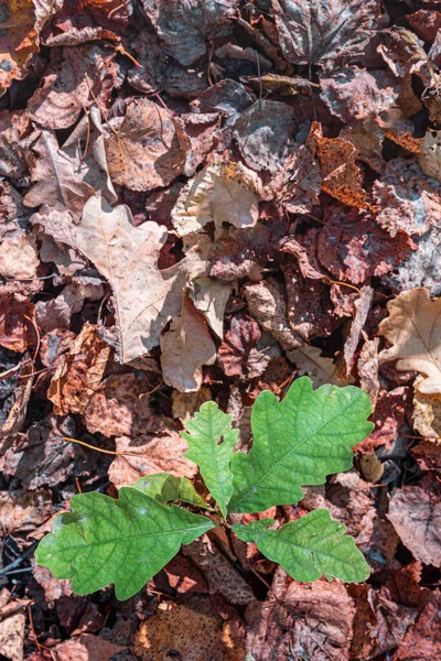 Background Small Oak Tree Grows Fallen Leaves — Stock Photo, Image