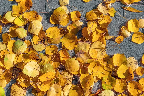 Background Fallen Autumn Yellow Leaves Pavement — Stock Photo, Image